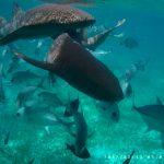 Nurse Sharks in Belize