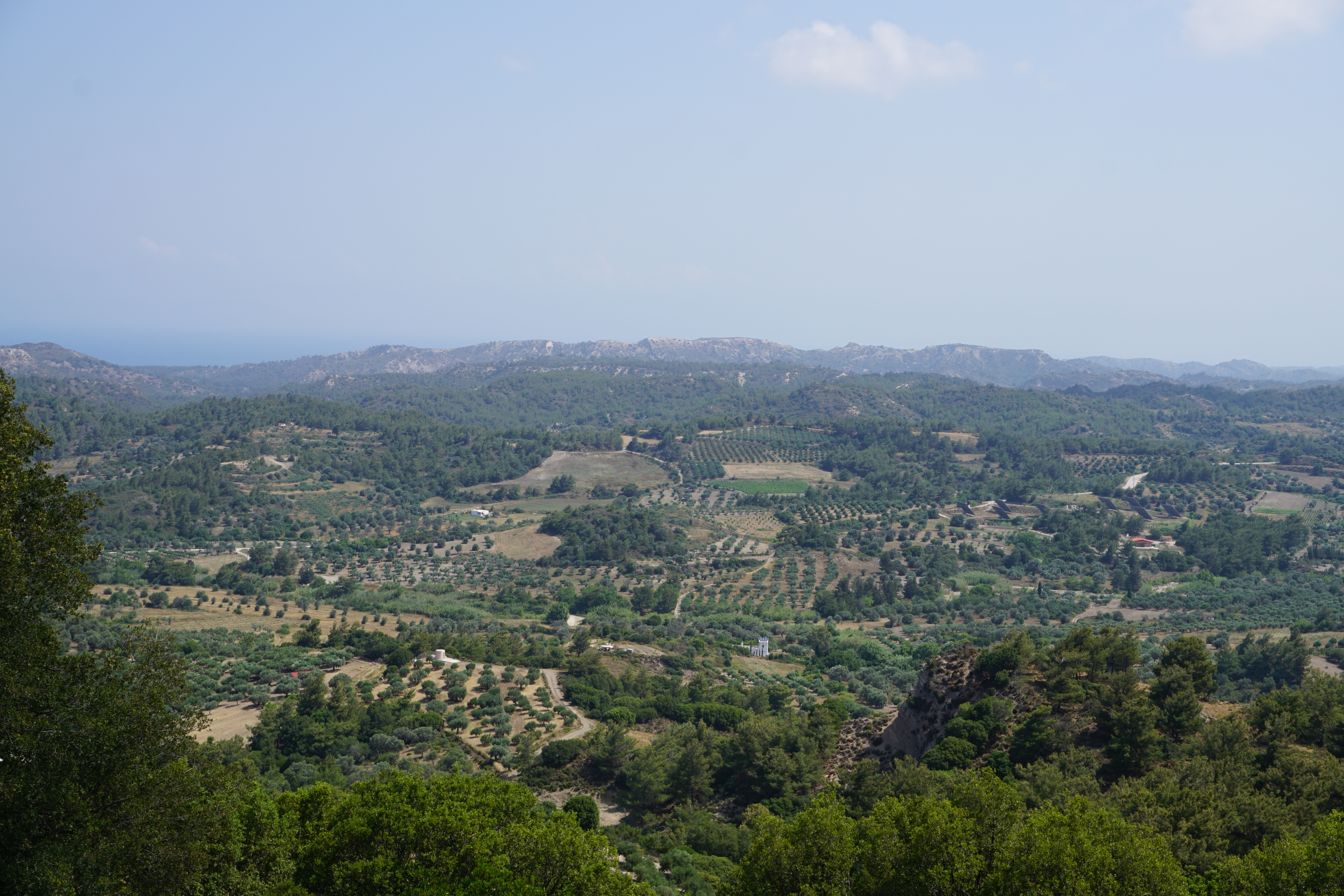 Olive Groves And Vineyards Rhodes