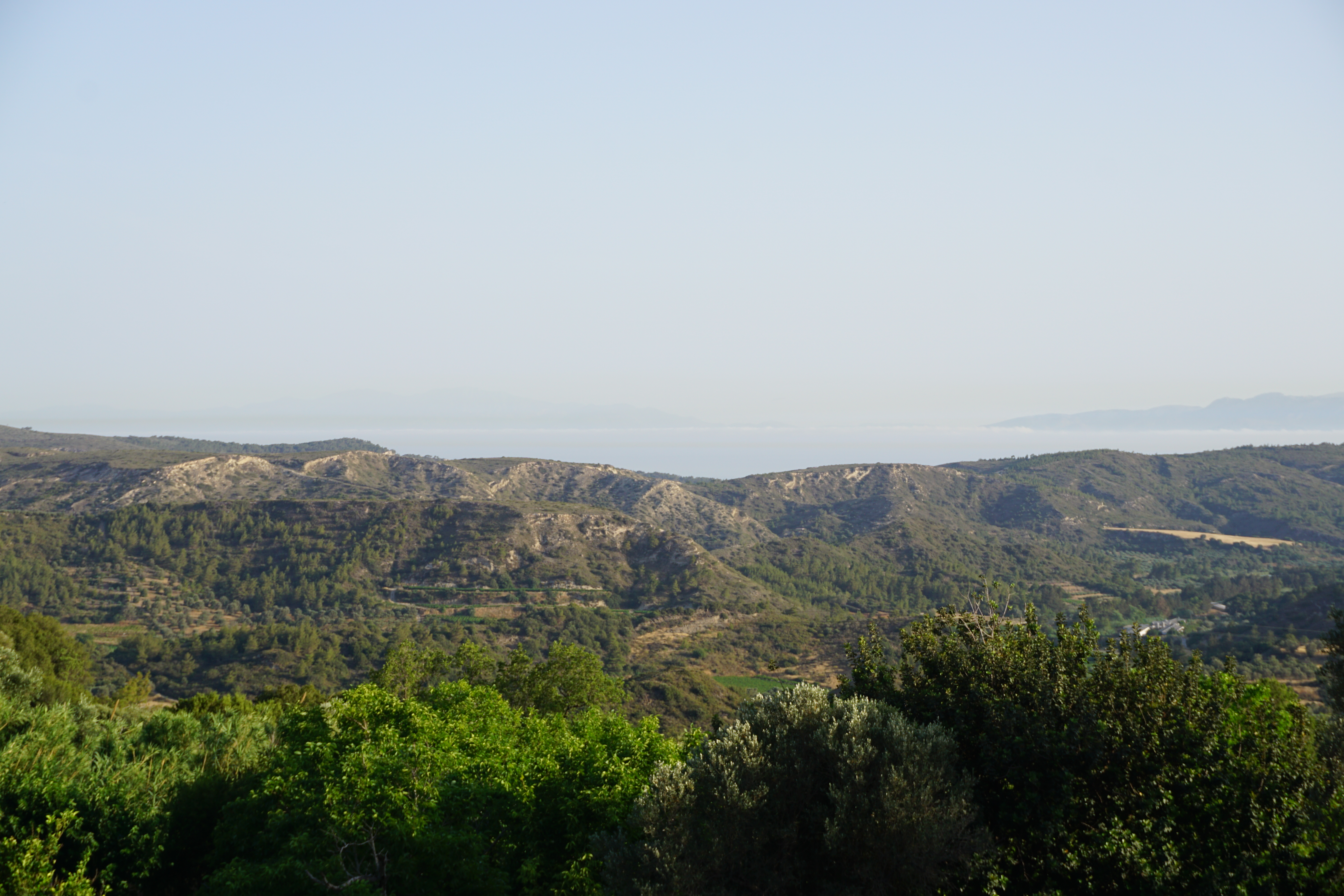 A Lush Valley Of Olive Groves And Vineyards Against The Azure Sea